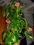 ././Photos/Plantes/Hoya_S-T-U-V-W/Mini/02sbc-IMG_4530.JPG