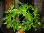 ././Photos/Plantes/Hoya_S-T-U-V-W/Mini/02sch-IMG_4983.JPG