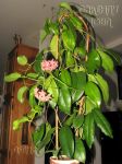 ././Photos/Plantes/Hoya_S-T-U-V-W/Mini/02subcalva-IMG_2002.jpg