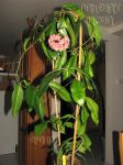 ././Photos/Plantes/Hoya_S-T-U-V-W/Mini/02subcalva-IMG_3355.jpg