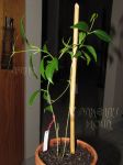 ././Photos/Plantes/Hoya_S-T-U-V-W/Mini/02tannae-IMG_8692.JPG