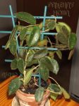 ././Photos/Plantes/Hoya_S-T-U-V-W/Mini/04C01-thomEPC-IMG_1390.jpg