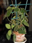 ././Photos/Plantes/Hoya_S-T-U-V-W/Mini/04C01-thomEPC-IMG_5438.jpg