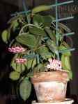 ././Photos/Plantes/Hoya_S-T-U-V-W/Mini/04C01-thomEPC-IMG_5917.jpg