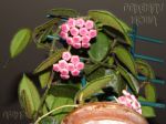 ././Photos/Plantes/Hoya_S-T-U-V-W/Mini/04C01-thomEPC-IMG_5920.jpg