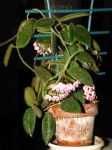 ././Photos/Plantes/Hoya_S-T-U-V-W/Mini/04C01-thomEPC-IMG_6198.jpg