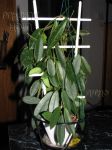 ././Photos/Plantes/Hoya_S-T-U-V-W/Mini/04C01-thomW-IMG_4230.jpg