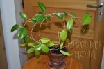 ././Photos/Plantes/Hoya_S-T-U-V-W/Mini/04F01-tannae_5706a.jpg