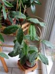 ././Photos/Plantes/Hoya_S-T-U-V-W/Mini/05B02-undulaRSB-06944b.jpg