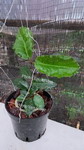 ././Photos/Plantes/Hoya_S-T-U-V-W/Mini/05C06-versteegii-99109.jpg