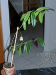 ././Photos/Plantes/Hoya_S-T-U-V-W/Mini/05samman-IMG_4679.jpg