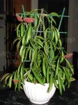 ././Photos/Plantes/Hoya_S-T-U-V-W/Mini/06way-IMG_4507.JPG