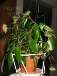 ././Photos/Plantes/Hoya_S-T-U-V-W/Mini/07sip-IMG_5669.JPG