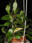 ././Photos/Plantes/Hoya_S-T-U-V-W/Mini/07sipitA-IMG_6530.jpg