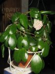 ././Photos/Plantes/Hoya_S-T-U-V-W/Mini/07sipitBC-IMG_5660.jpg