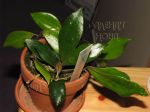 ././Photos/Plantes/Hoya_S-T-U-V-W/Mini/07wal-IMG_3143.JPG