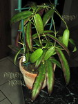 ././Photos/Plantes/Hoya_S-T-U-V-W/Mini/09sco-IMG_8653a.jpg