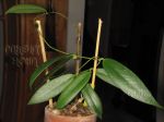 ././Photos/Plantes/Hoya_S-T-U-V-W/Mini/09scoW-IMG_2441.JPG