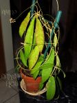 ././Photos/Plantes/Hoya_S-T-U-V-W/Mini/09scoWk-IMG_1764.jpg