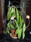 ././Photos/Plantes/Hoya_S-T-U-V-W/Mini/09scoWk-IMG_2151.jpg