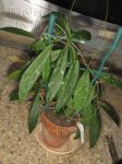 ././Photos/Plantes/Hoya_S-T-U-V-W/Mini/09scoWk-IMG_2379.JPG