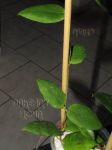 ././Photos/Plantes/Hoya_S-T-U-V-W/Mini/09scort-IMG_2965.jpg