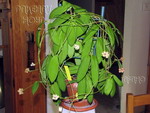 ././Photos/Plantes/Hoya_S-T-U-V-W/Mini/09scortR-IMG_0280.jpg