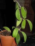 ././Photos/Plantes/Hoya_S-T-U-V-W/Mini/09uncUT108-IMG_4837a.jpg