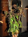 ././Photos/Plantes/Hoya_S-T-U-V-W/Mini/11waymOL-IMG_0469.jpg