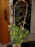 ././Photos/Plantes/Hoya_S-T-U-V-W/Mini/11waymOL-IMG_3695.jpg