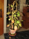 ././Photos/Plantes/Hoya_S-T-U-V-W/Mini/11waymRL-IMG_4451a.jpg