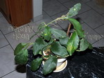 ././Photos/Plantes/Hoya_S-T-U-V-W/Mini/11waymYF-IMG_0458.jpg