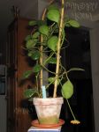 ././Photos/Plantes/Hoya_S-T-U-V-W/Mini/11wyR-IMG_1335.JPG