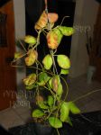 ././Photos/Plantes/Hoya_S-T-U-V-W/Mini/11wyR-IMG_3137.JPG