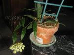 ././Photos/Plantes/Hoya_S-T-U-V-W/Mini/13wraA-IMG_6044.JPG