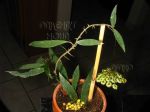 ././Photos/Plantes/Hoya_S-T-U-V-W/Mini/13wraB-IMG_8306.JPG