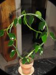 ././Photos/Plantes/Hoya_S-T-U-V-W/Mini/16tha-IMG_1707.JPG