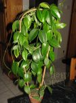 ././Photos/Plantes/Hoya_S-T-U-V-W/Mini/19vit-IMG_4665.JPG