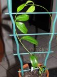 ././Photos/Plantes/Hoya_S-T-U-V-W/Mini/19vitienY-IMG_6620.jpg