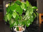 ././Photos/Plantes/Hoya_S-T-U-V-W/Mini/20sam-IMG_5056.JPG