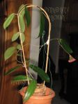 ././Photos/Plantes/Hoya_S-T-U-V-W/Mini/20siaP-IMG_1860.JPG