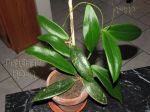 ././Photos/Plantes/Hoya_S-T-U-V-W/Mini/20siarDP-IMG_0309.jpg