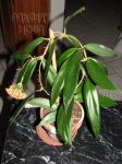 ././Photos/Plantes/Hoya_S-T-U-V-W/Mini/20siarOY-IMG_0623.jpg