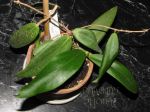 ././Photos/Plantes/Hoya_S-T-U-V-W/Mini/20siarP-IMG_0342.jpg