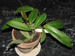 ././Photos/Plantes/Hoya_S-T-U-V-W/Mini/20siarR-IMG_0306.jpg