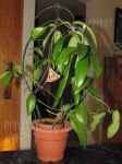 ././Photos/Plantes/Hoya_S-T-U-V-W/Mini/20siarTN-IMG_0251.jpg