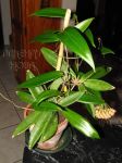 ././Photos/Plantes/Hoya_S-T-U-V-W/Mini/20siarTy6-IMG_8206.jpg