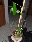 ././Photos/Plantes/Hoya_S-T-U-V-W/Mini/20siarYP-IMG_3459.jpg