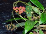 ././Photos/Plantes/Hoya_S-T-U-V-W/Mini/20soligam-IMG_2325.jpg