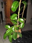 ././Photos/Plantes/Hoya_S-T-U-V-W/Mini/20sur-IMG_2448.JPG